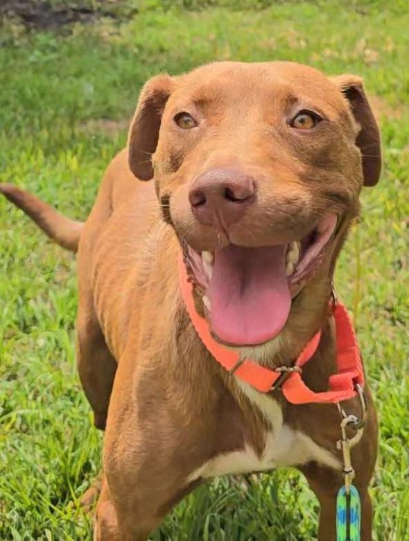 Giselle, Adoptable, Adult Female Labrador Retriever.