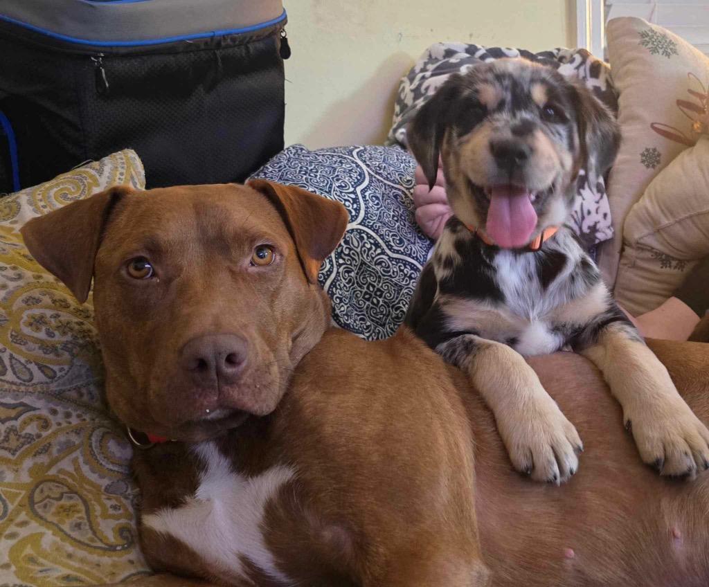 Giselle, a Adoptable mixed breed in Hartsville, SC image 2/6