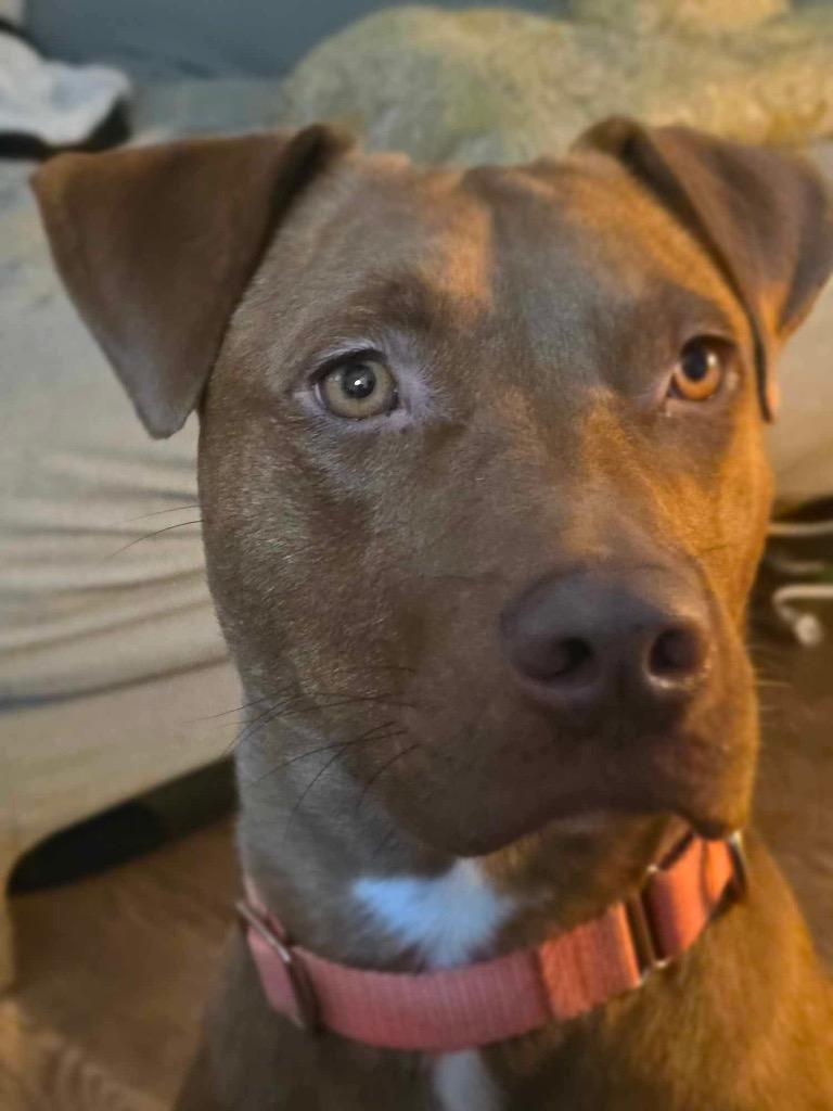 Giselle, a Adoptable mixed breed in Hartsville, SC image 3/6