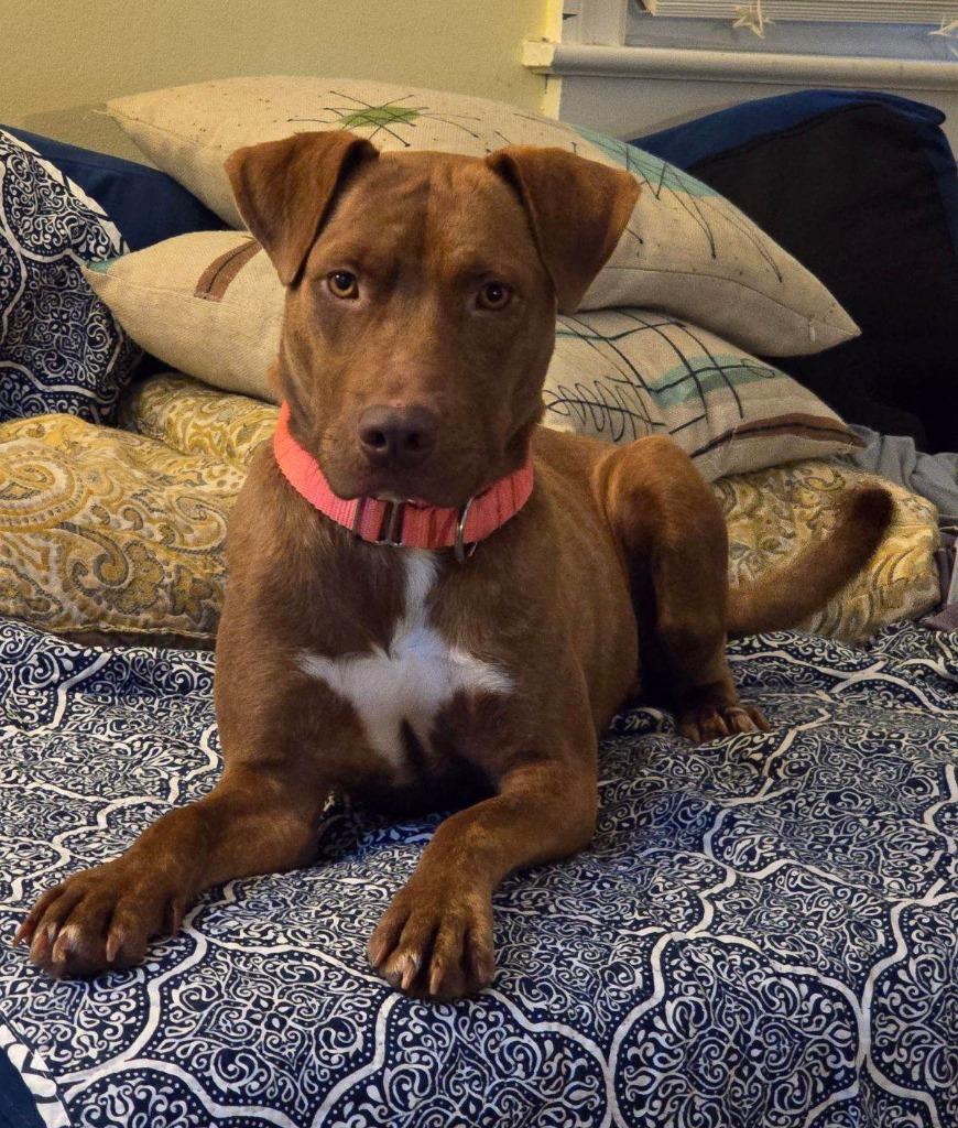 Giselle, a Adoptable mixed breed in Hartsville, SC image 5/6