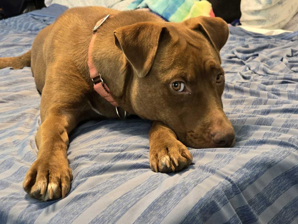 Giselle, a Adoptable mixed breed in Hartsville, SC image 6/6