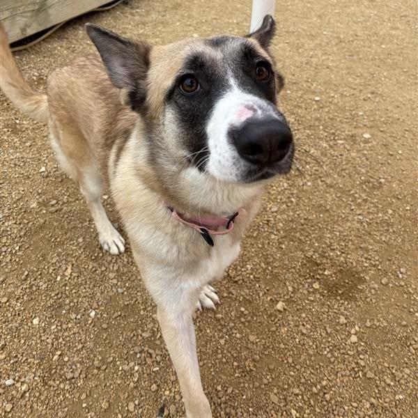 Sally, Adoptable, Adult Female Anatolian Shepherd & Mixed Breed.