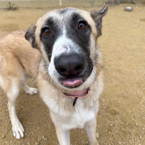 Sally, a Adoptable mixed breed in Bentonville, AR image 2/4
