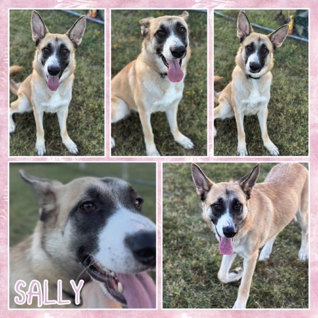 Sally, a Adoptable mixed breed in Bentonville, AR image 3/4