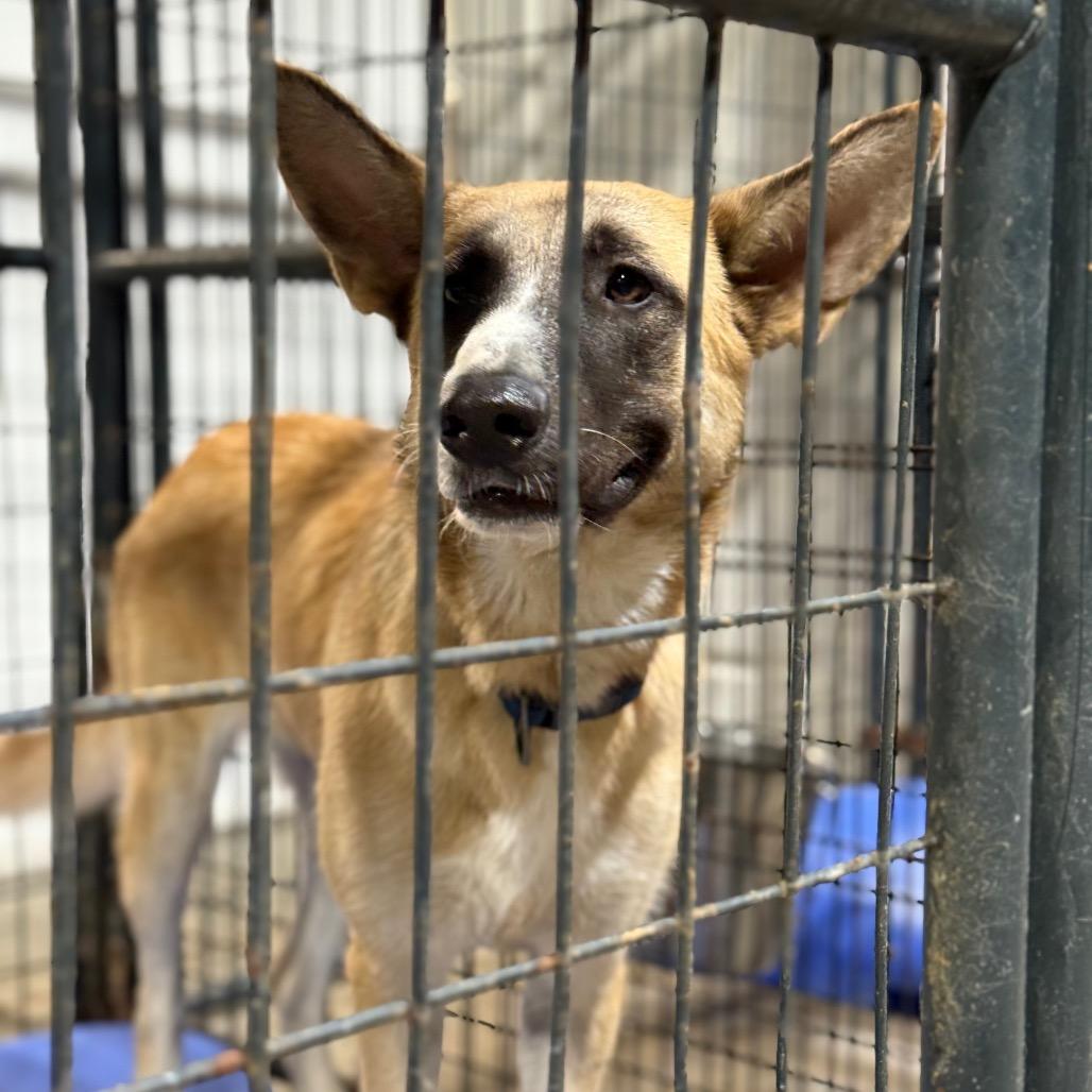 Sally, a Adoptable mixed breed in Bentonville, AR image 4/4