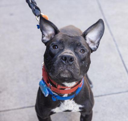 Dancer, a Adoptable Mixed Breed in New York, NY image 1/3
