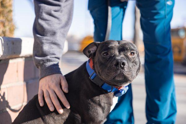 Dancer, a Adoptable Mixed Breed in New York, NY image 2/3
