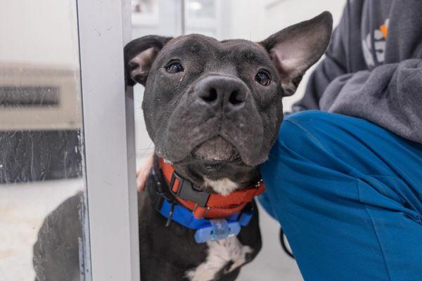 Dancer, a Adoptable Mixed Breed in New York, NY image 3/3