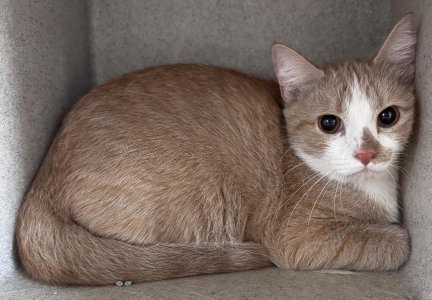 Enlarge MARANA, a Adoptable Domestic Short Hair in Salisbury, NC image 1/1