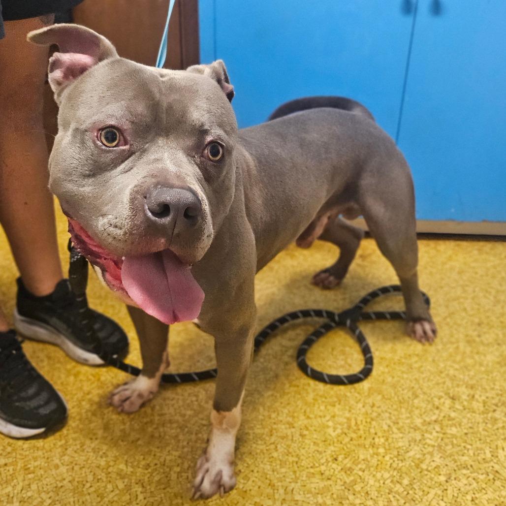 Bluey, Adoptable, Adult Male Terrier.