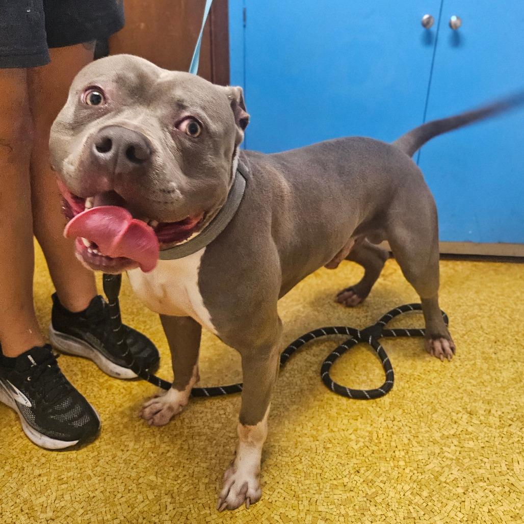 Enlarge Bluey, a Adoptable Terrier in Wahiawa, HI image 2/2