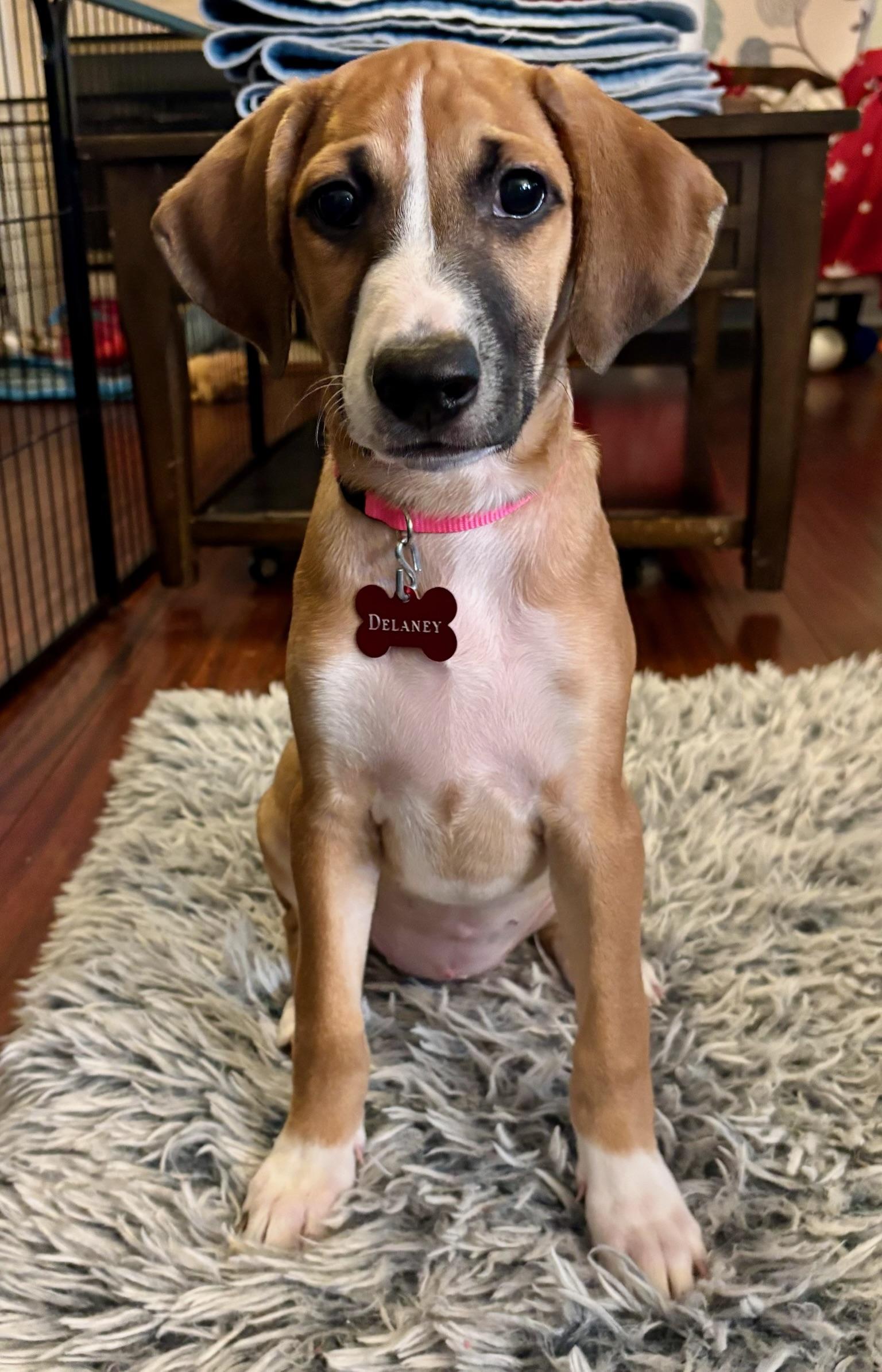 Enlarge Delaney, an adopted mixed breed in Fairfax, VA image 3/6