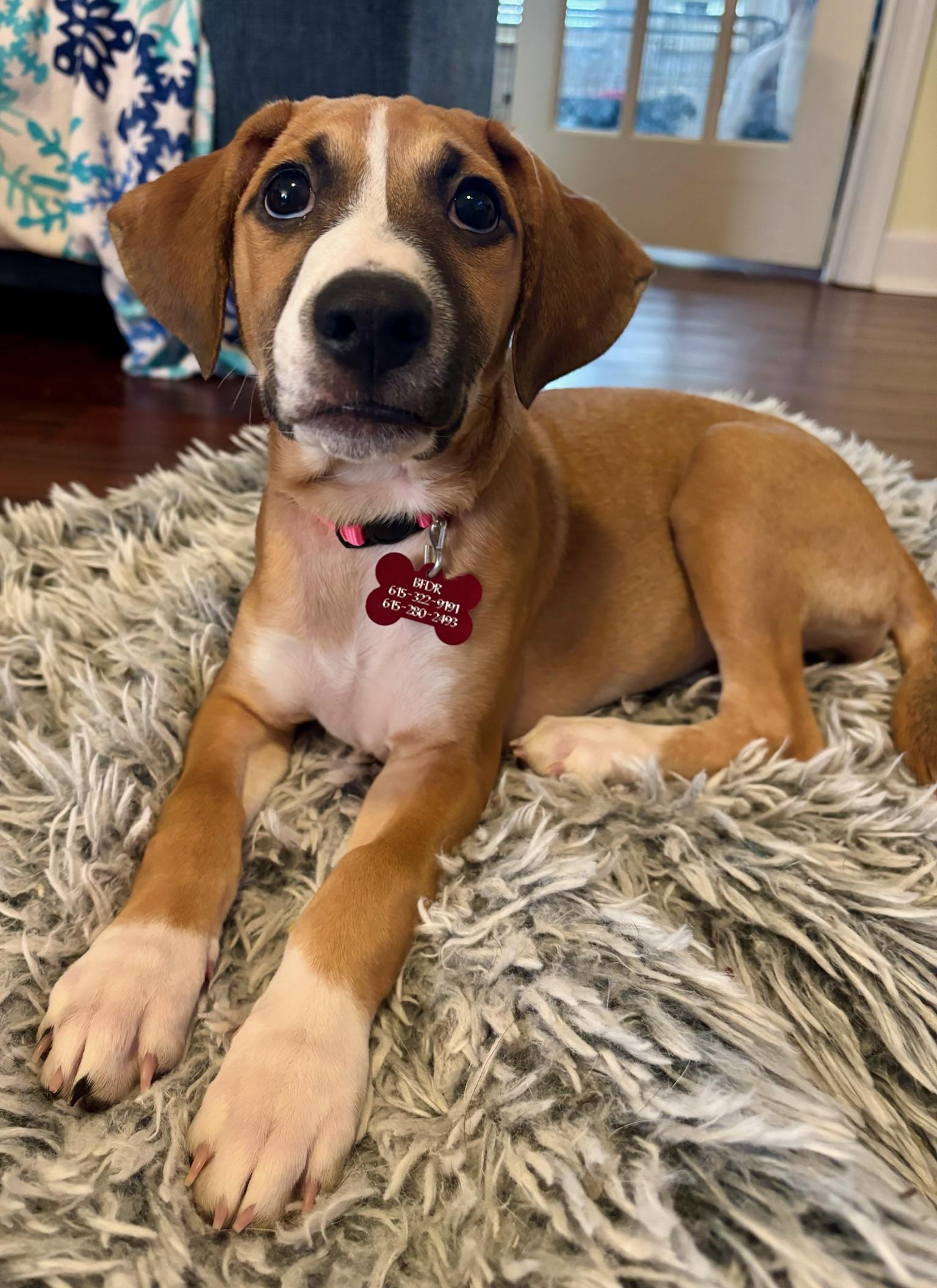 Enlarge Delaney, an adopted mixed breed in Fairfax, VA image 6/6