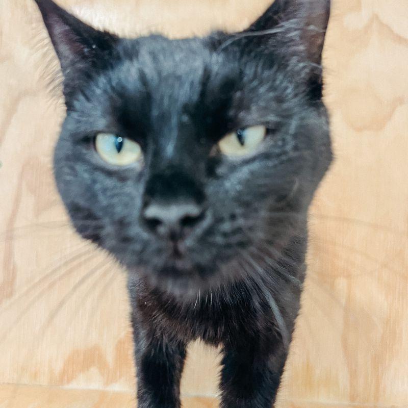 Enlarge Mango, an adopted mixed breed in Jackson, WY image 3/3