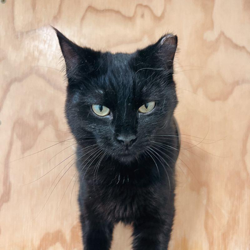 Enlarge Mango, an adopted mixed breed in Jackson, WY image 1/3