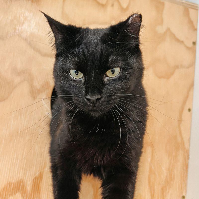 Enlarge Mango, an adopted mixed breed in Jackson, WY image 2/3