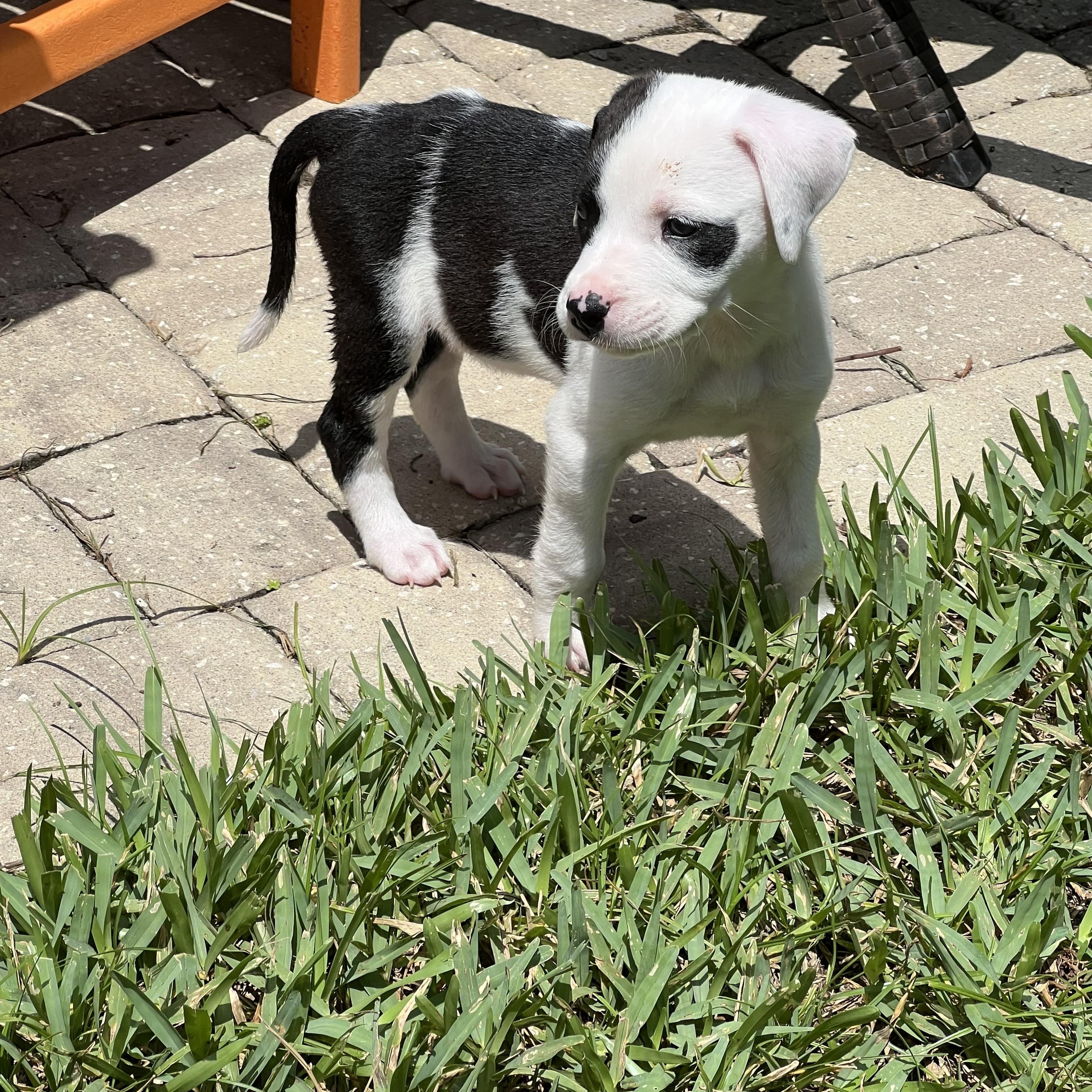 Enlarge Cowgirl, an adopted mixed breed in St Augustine, FL image 5/5