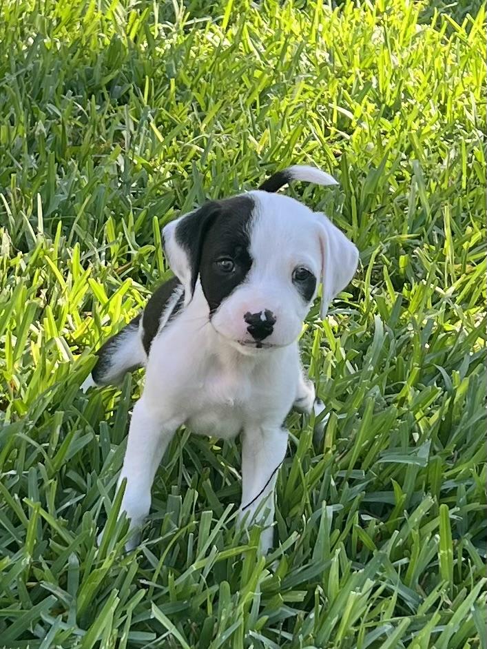 Cowgirl, adopted, Puppy Female Labrador Retriever & Plott Hound.