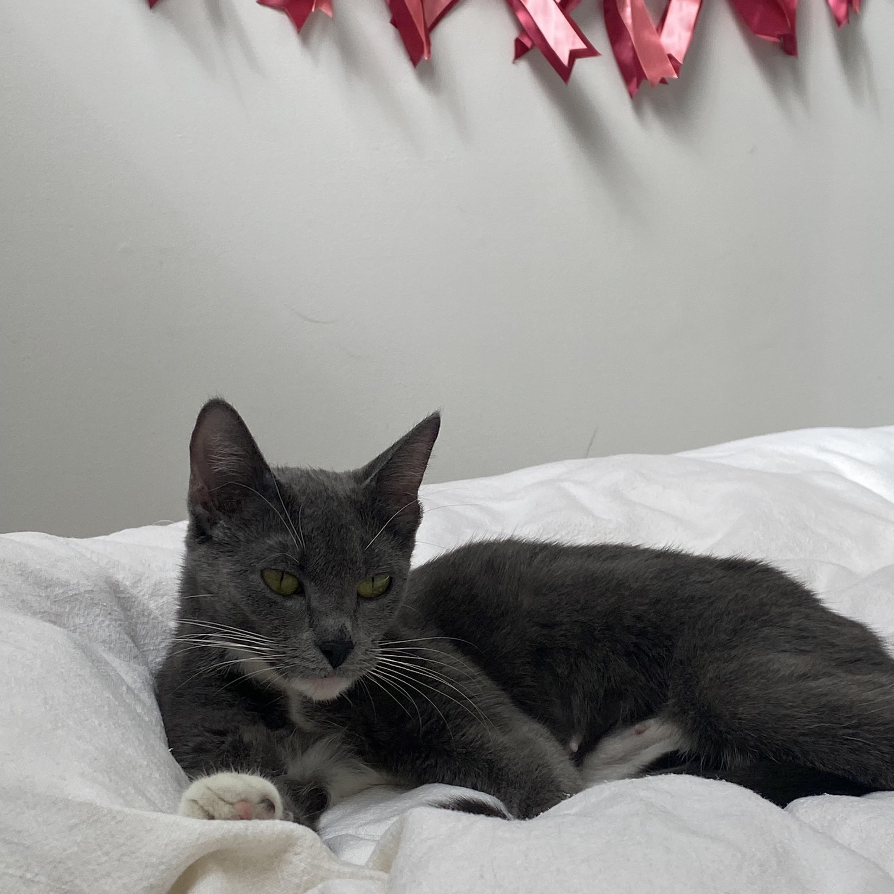 Enlarge Penelope , a ADOPTABLE mixed breed in Canton, MA image 2/2