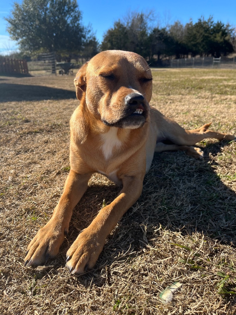 Enlarge Julia, a Adoptable American Staffordshire Terrier in Farmersville, TX image 4/8