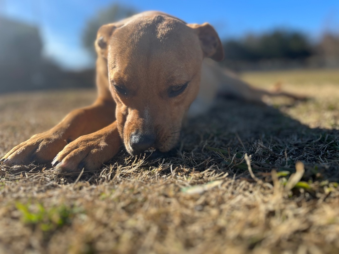 Enlarge Julia, a Adoptable American Staffordshire Terrier in Farmersville, TX image 5/8