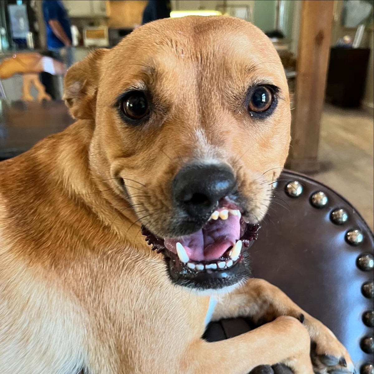 Enlarge Julia, a Adoptable American Staffordshire Terrier in Farmersville, TX image 8/8