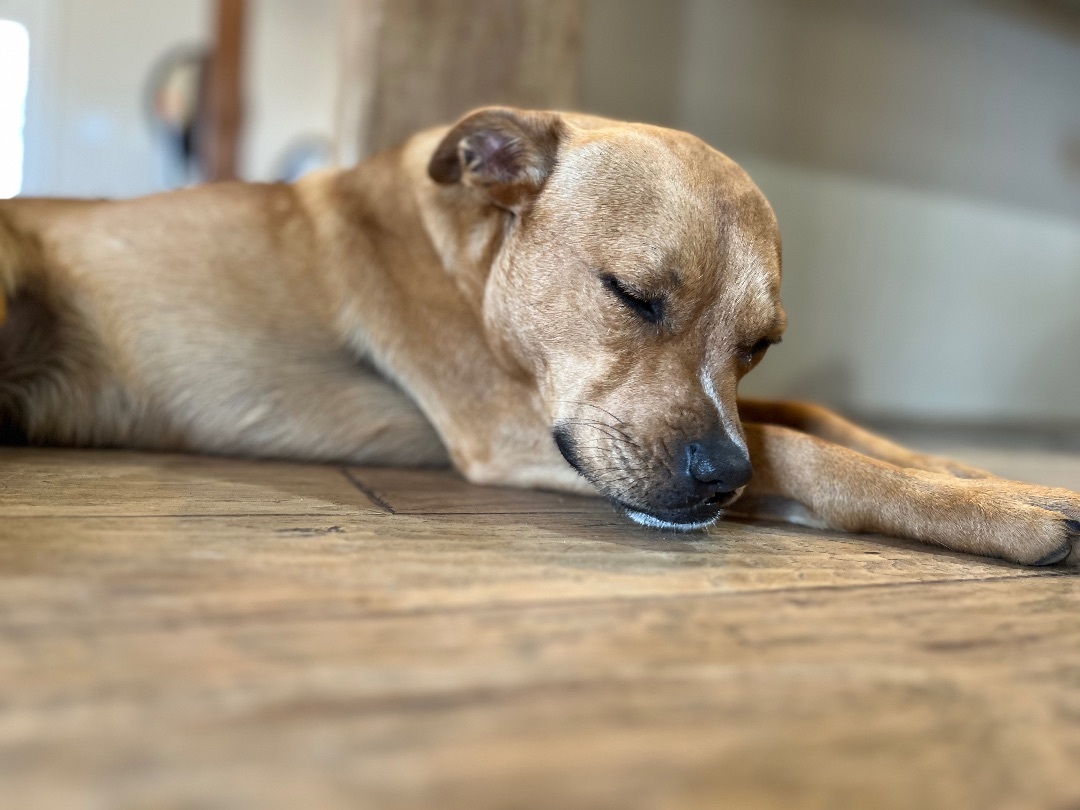 Enlarge Julia, a Adoptable American Staffordshire Terrier in Farmersville, TX image 6/8