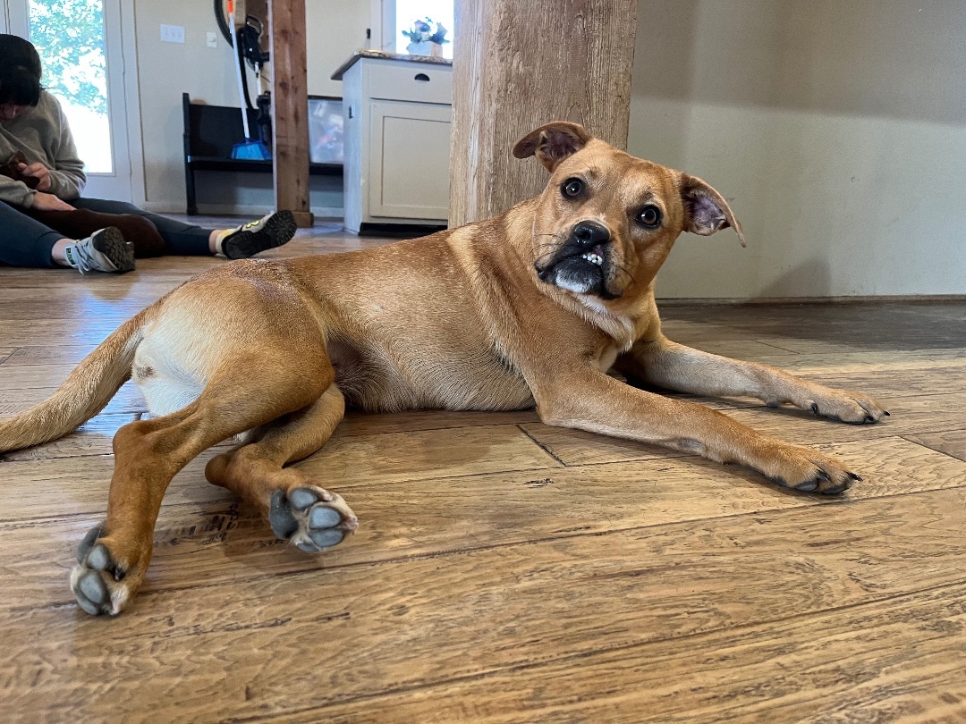 Enlarge Julia, a Adoptable American Staffordshire Terrier in Farmersville, TX image 7/8