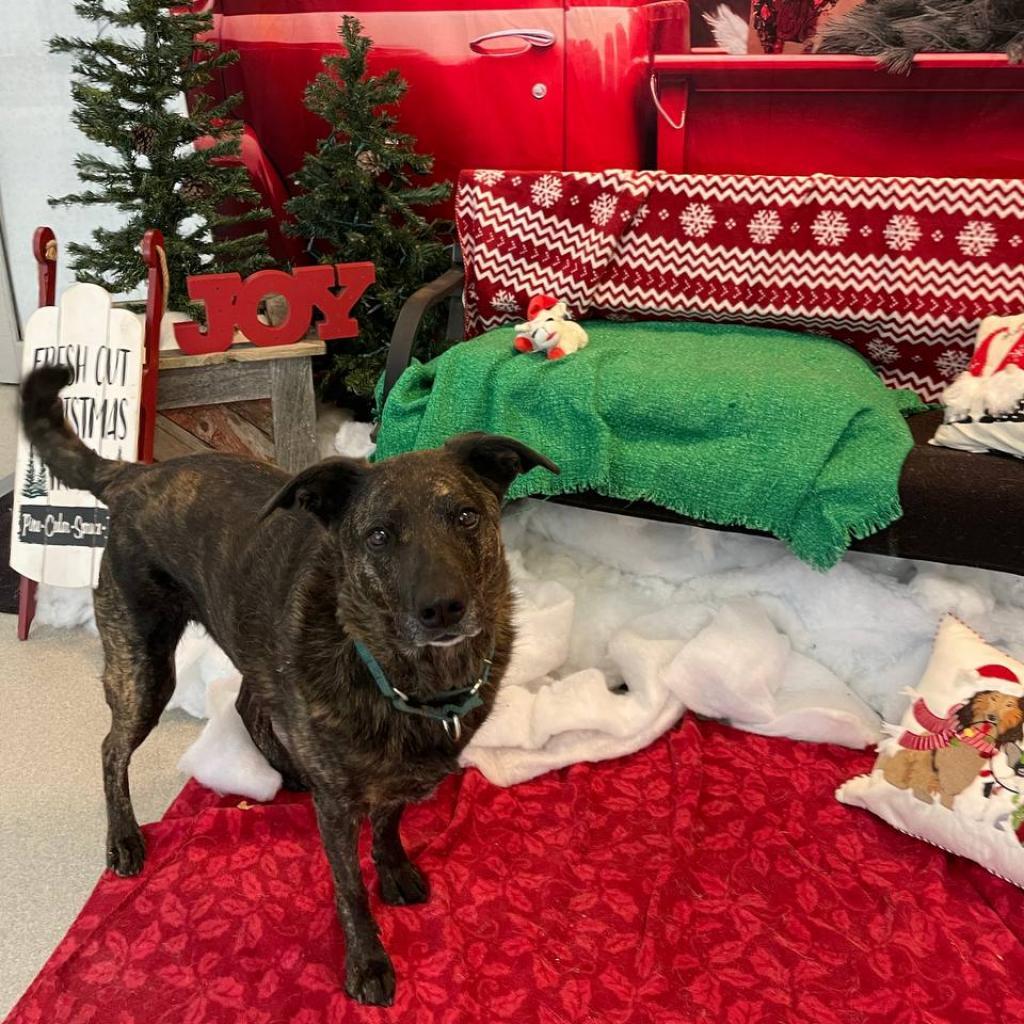 Riley, a Adoptable mixed breed in Westhampton, NY image 2/6