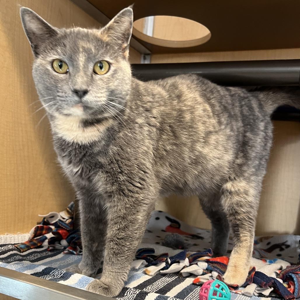 Juniper, Adoptable, Adult Female Domestic Short Hair.