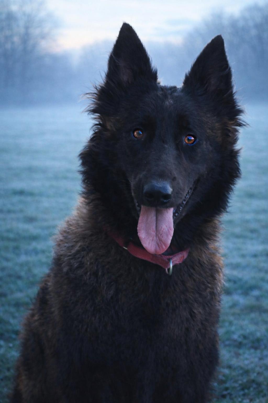 Enlarge PHOENIX -TRAINED DOG, a Adoptable Belgian Shepherd / Tervuren in Miami, FL image 1/2