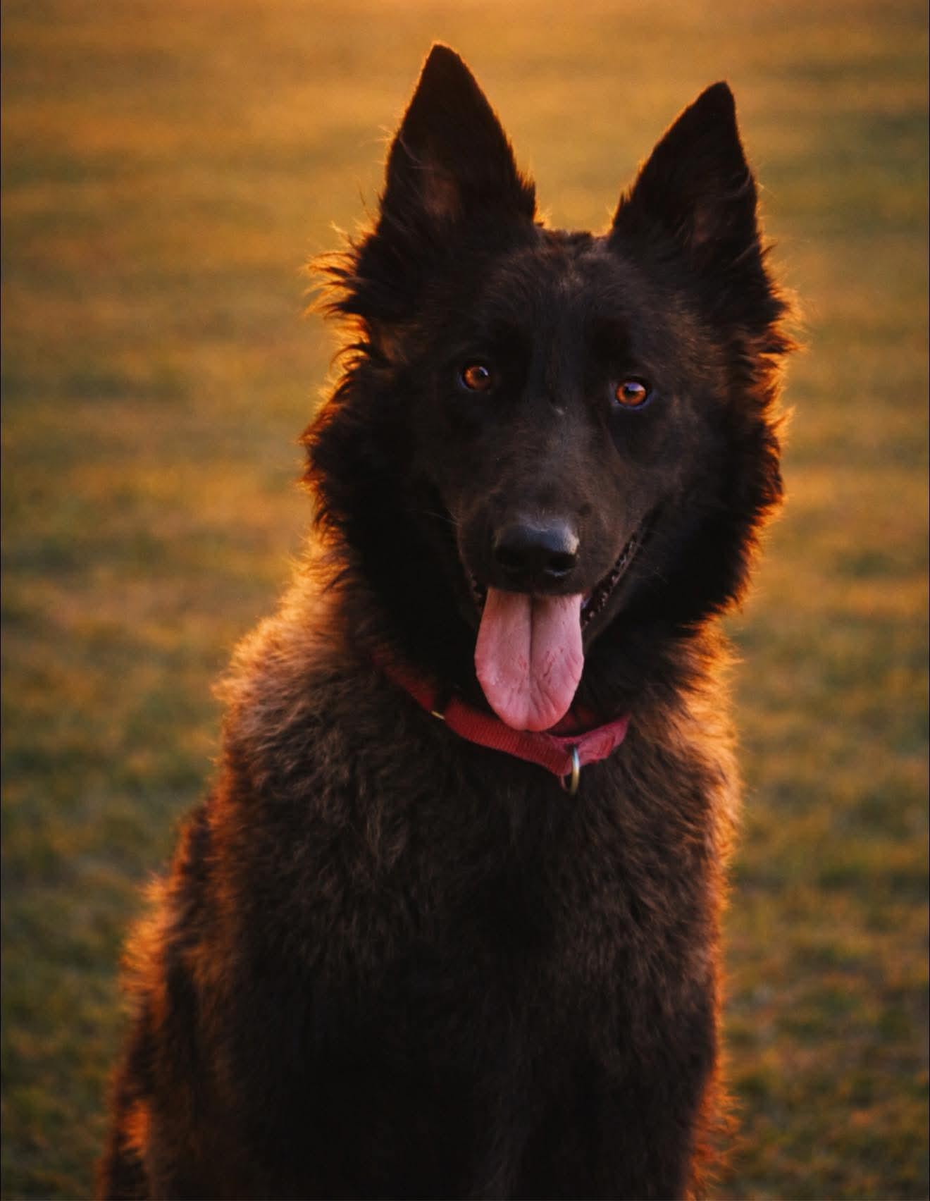 PHOENIX -TRAINED DOG, Adoptable, Young Female Belgian Shepherd / Tervuren.