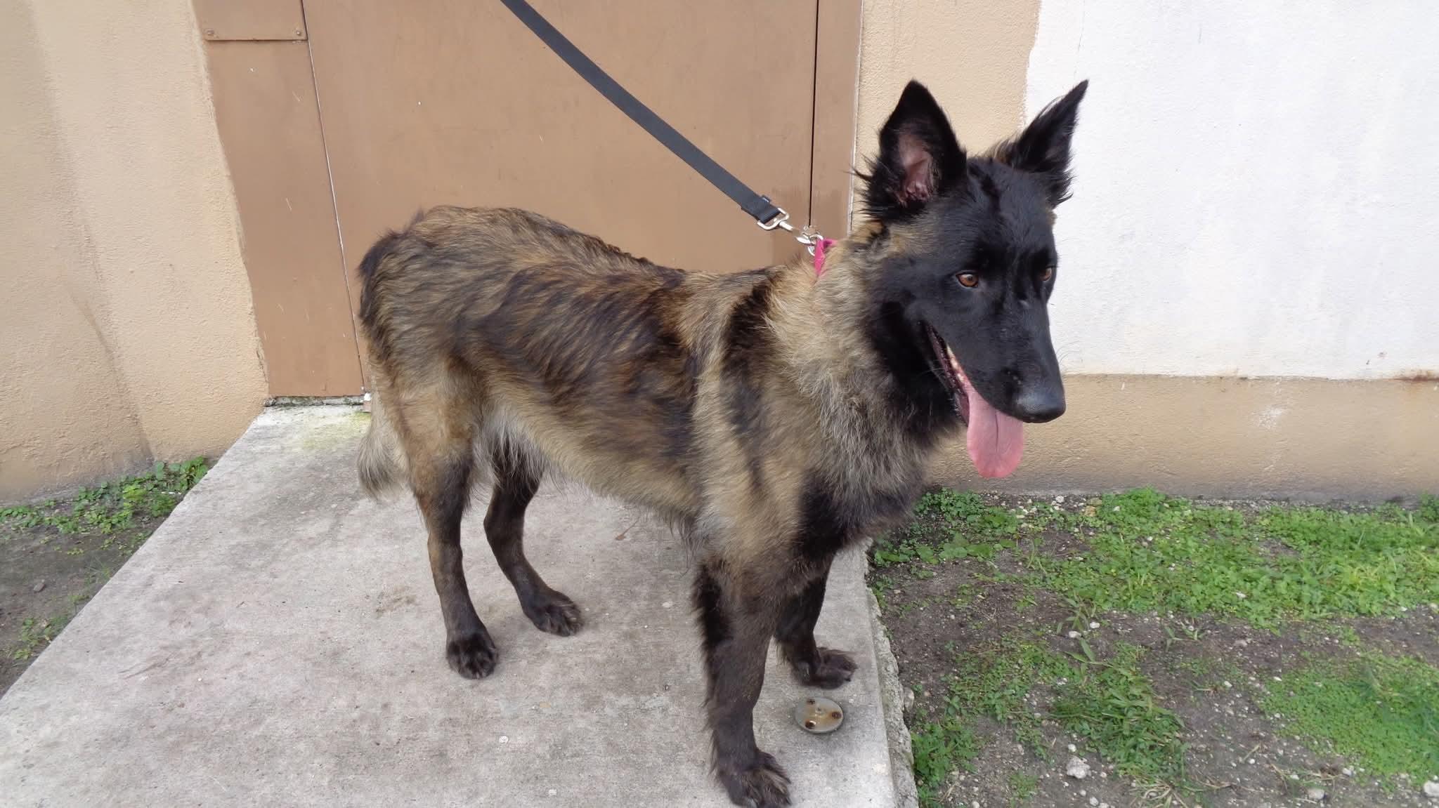 PHOENIX -TRAINED DOG, Adoptable, Young Female Belgian Shepherd / Tervuren.
