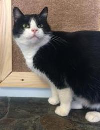 Zoey, a Adoptable Domestic Short Hair in Sistersville, WV image 2/3