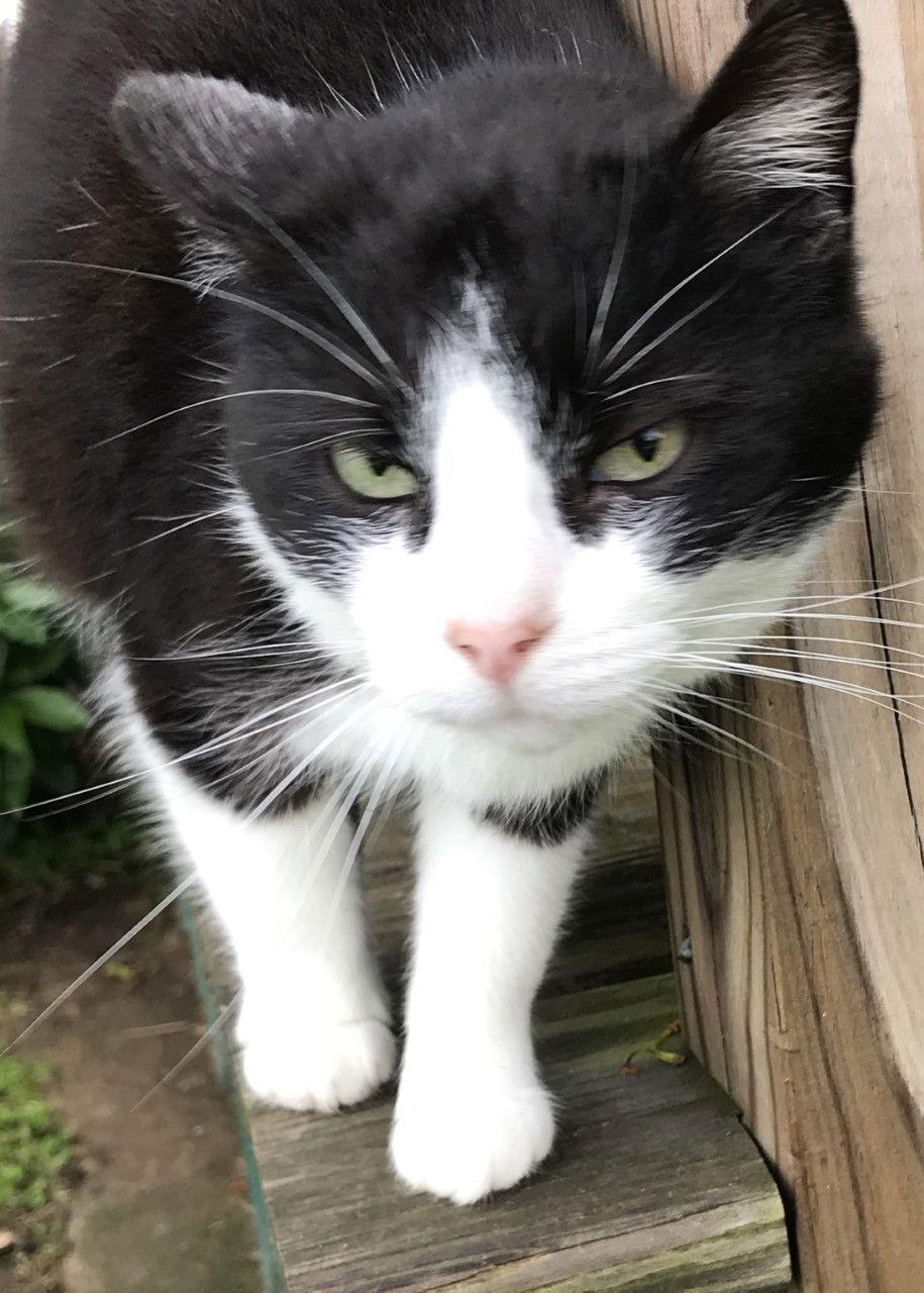 Zoey, a Adoptable Domestic Short Hair in Sistersville, WV image 3/3