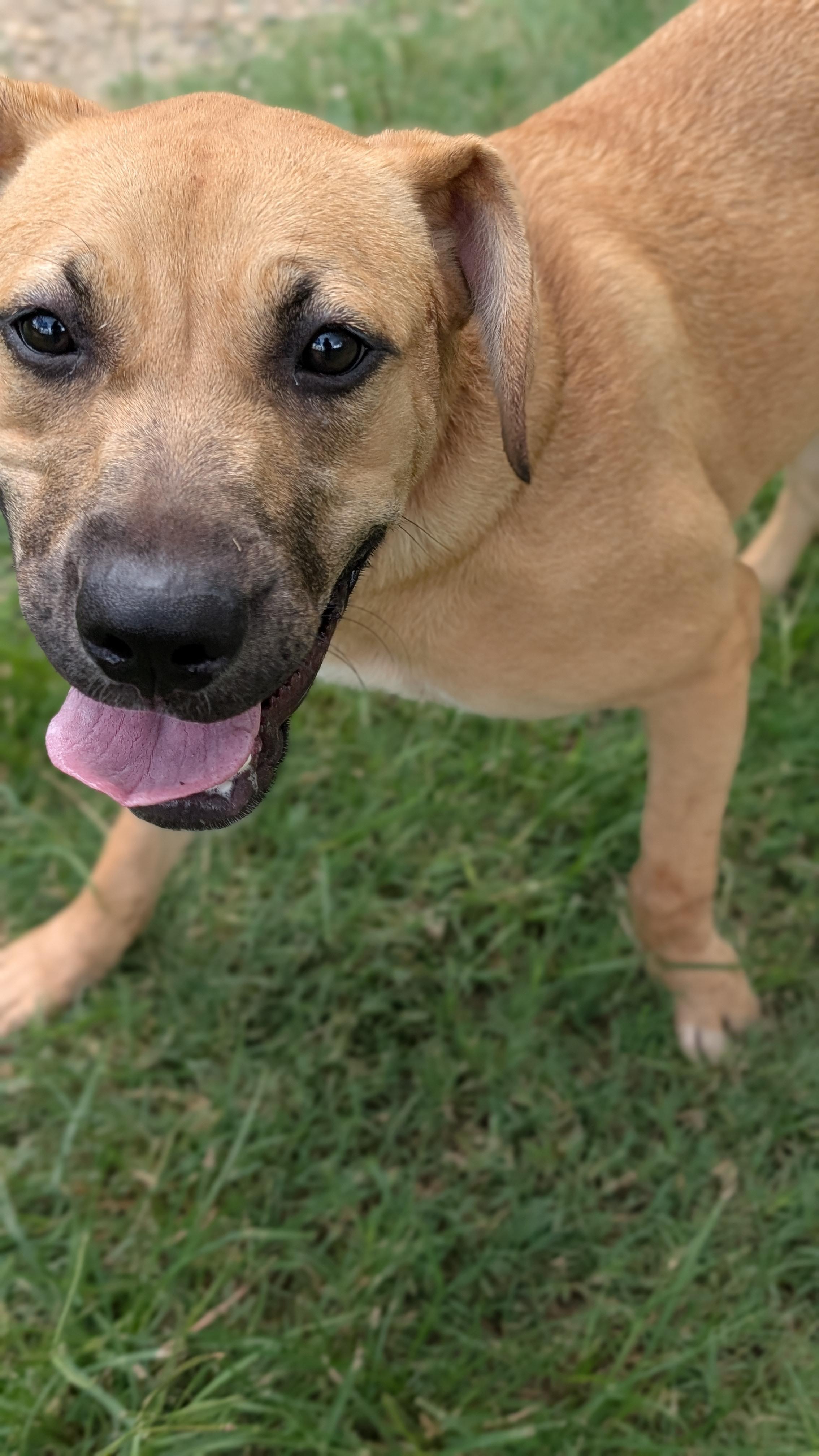Enlarge Peaches, a Adoptable mixed breed in Coldspring, TX image 2/5