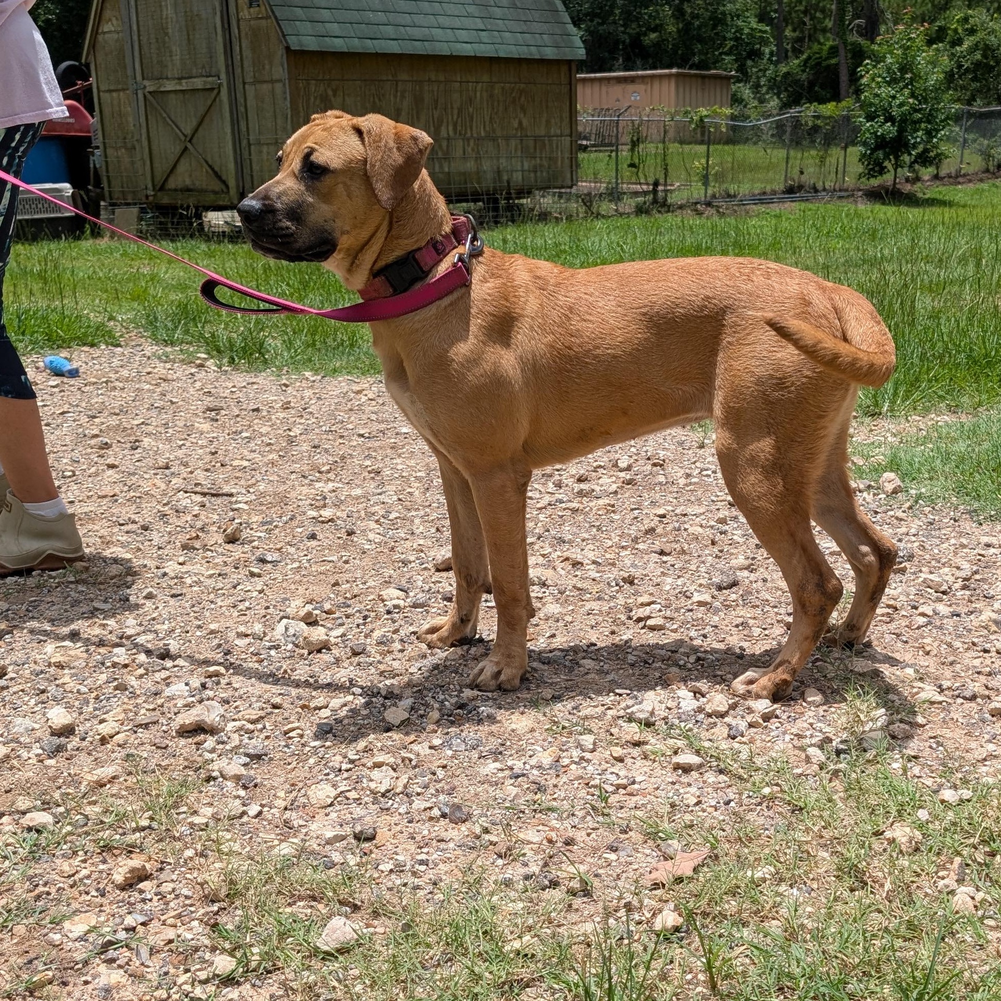 Enlarge Peaches, a Adoptable mixed breed in Coldspring, TX image 1/5