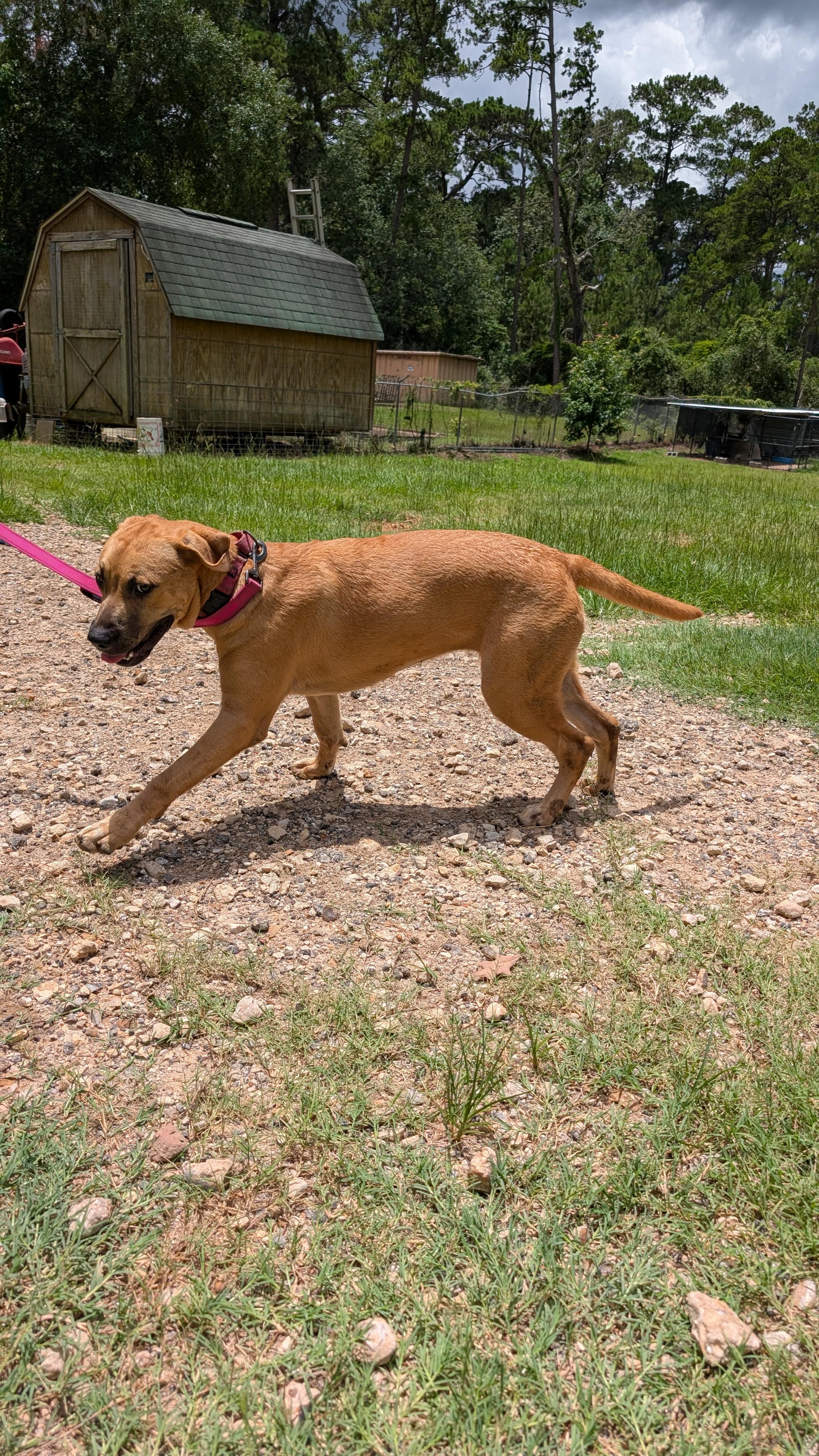 Enlarge Peaches, a Adoptable mixed breed in Coldspring, TX image 3/5