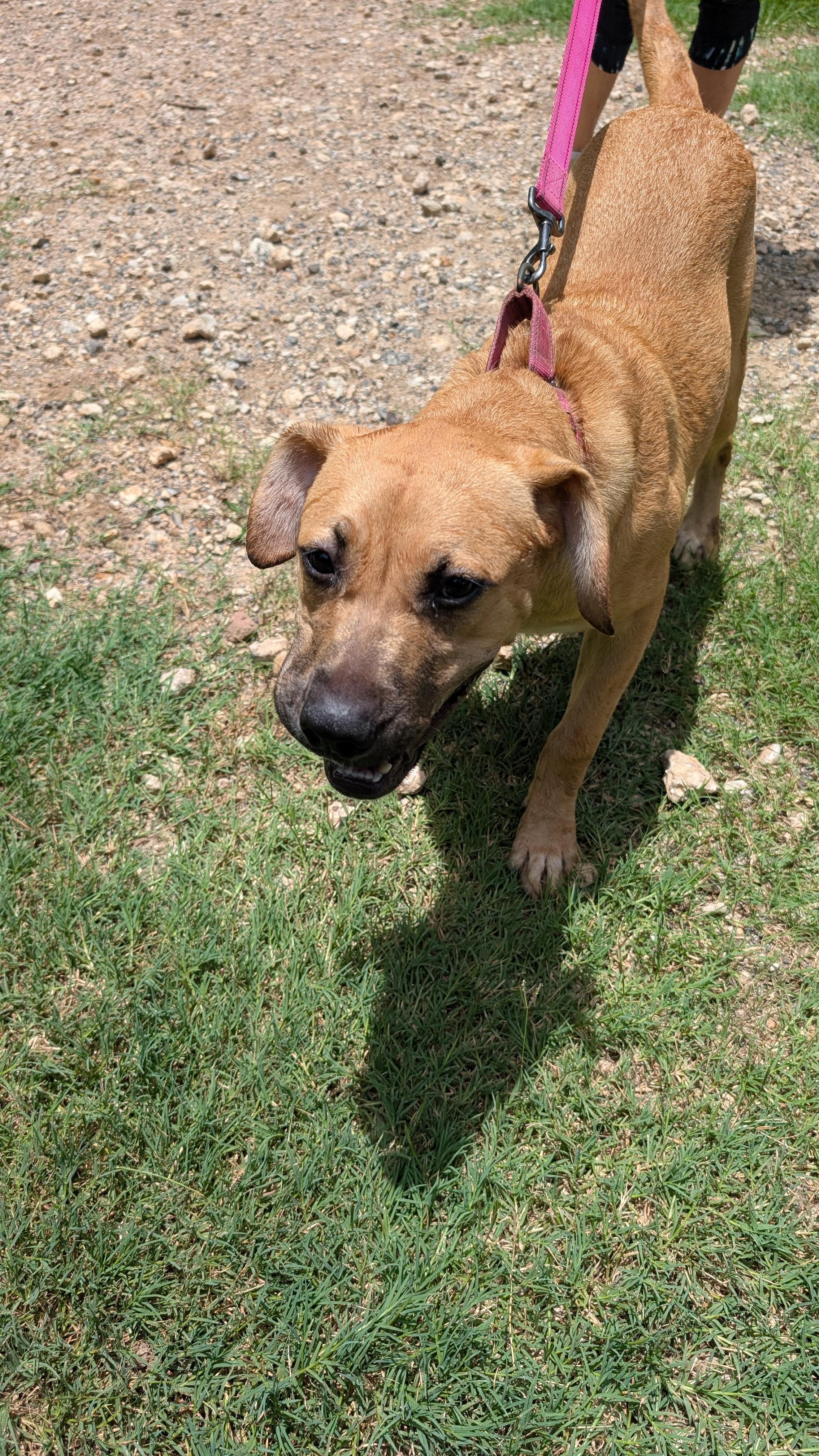 Enlarge Peaches, a Adoptable mixed breed in Coldspring, TX image 4/5