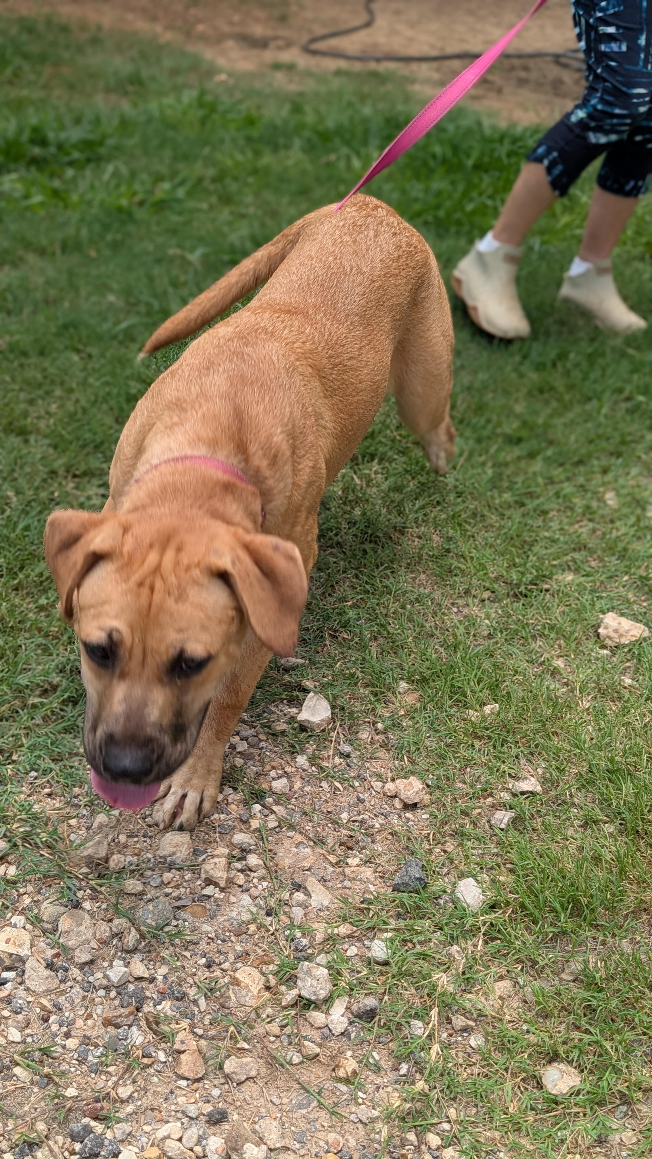 Enlarge Peaches, a Adoptable mixed breed in Coldspring, TX image 5/5