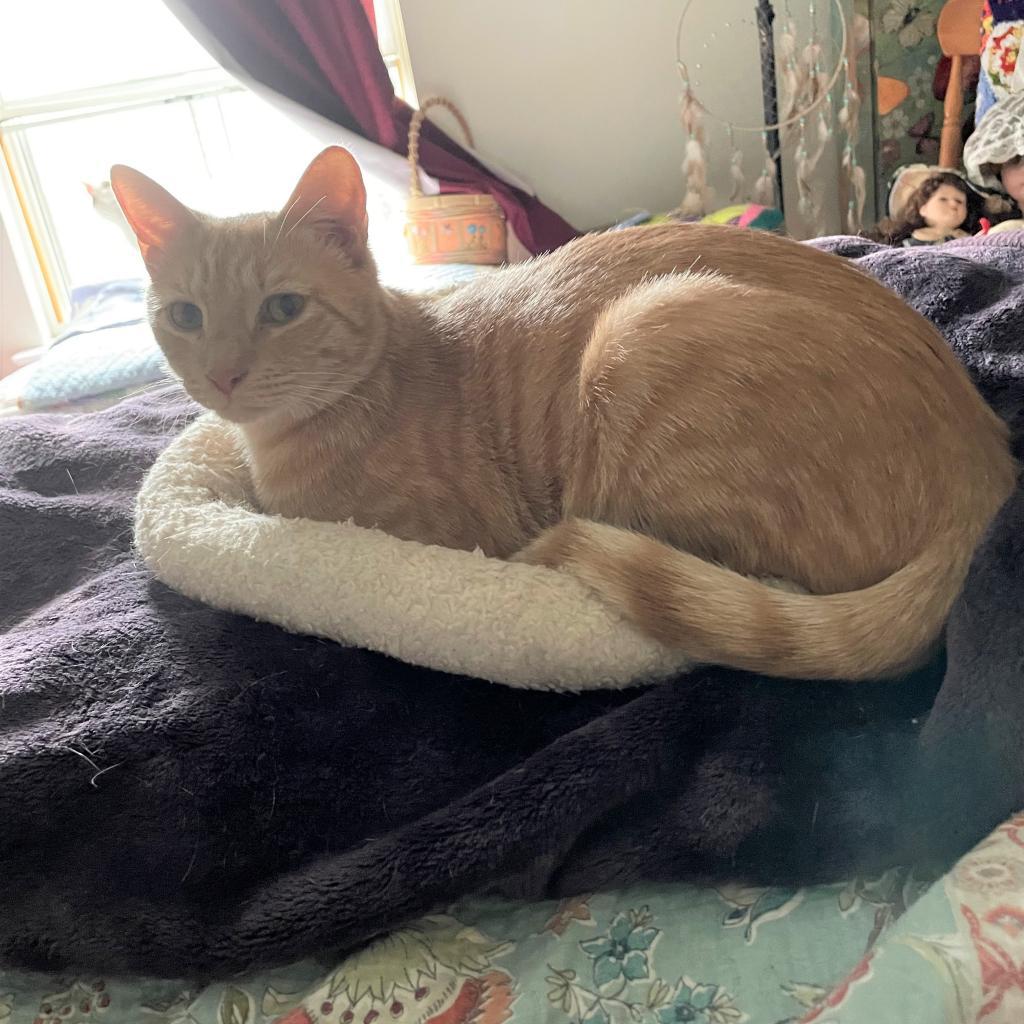 Pepei Rayburn, Adoptable, Adult Male Domestic Short Hair.