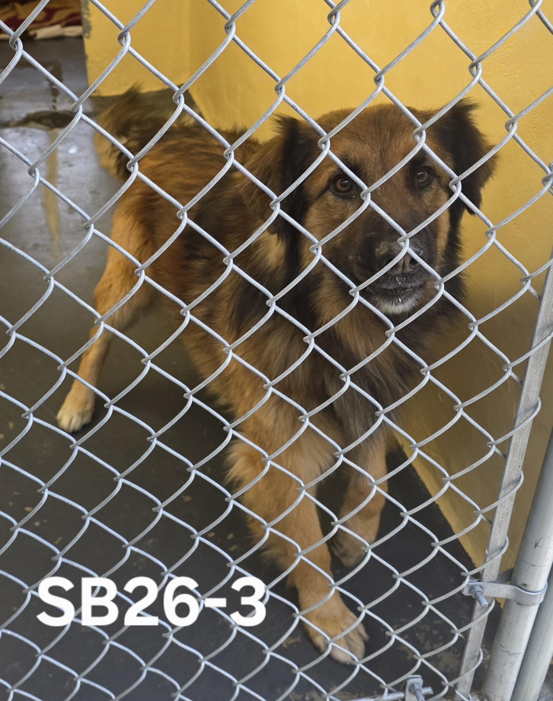SB26-3, ADOPTABLE, Adult Male German Shepherd Dog.