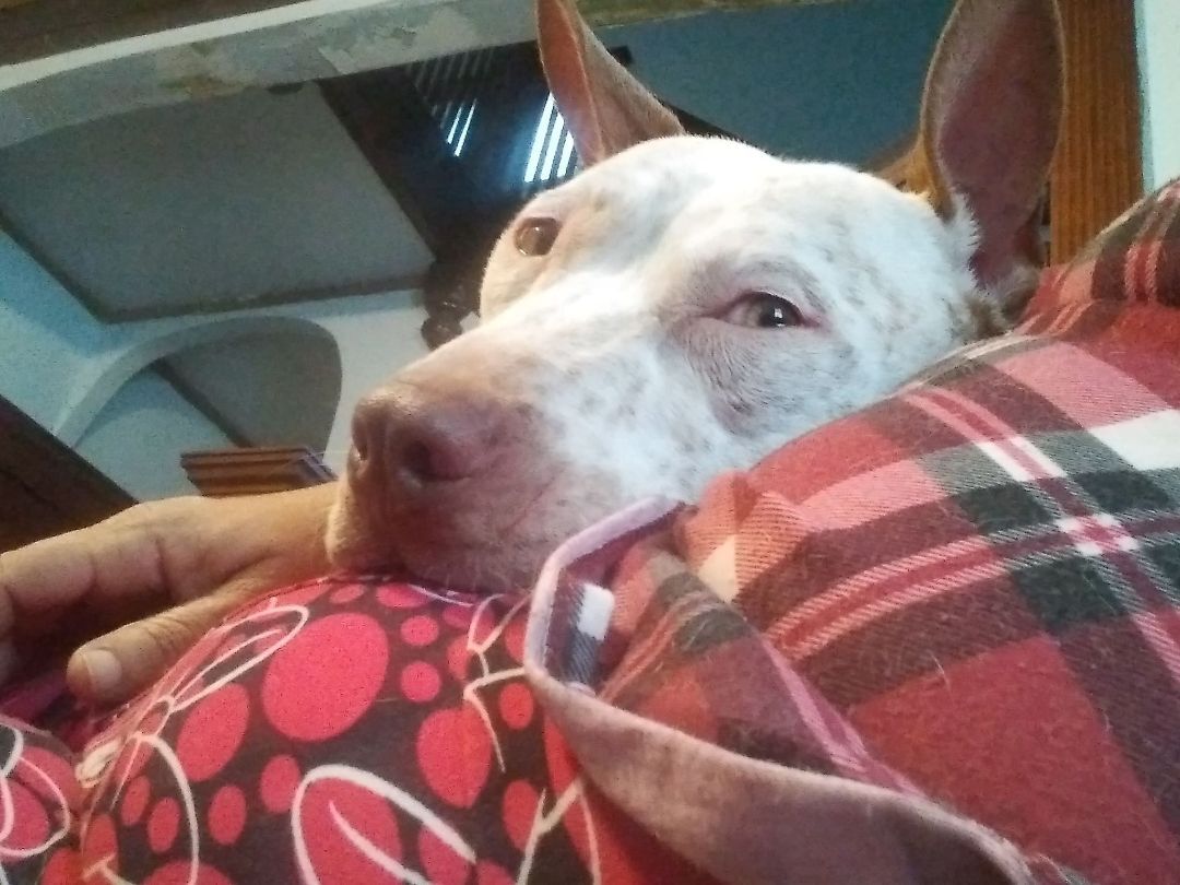 Enlarge Anin - RICHMOND, IN, a Adoptable mixed breed in LOWELL, IN image 1/3