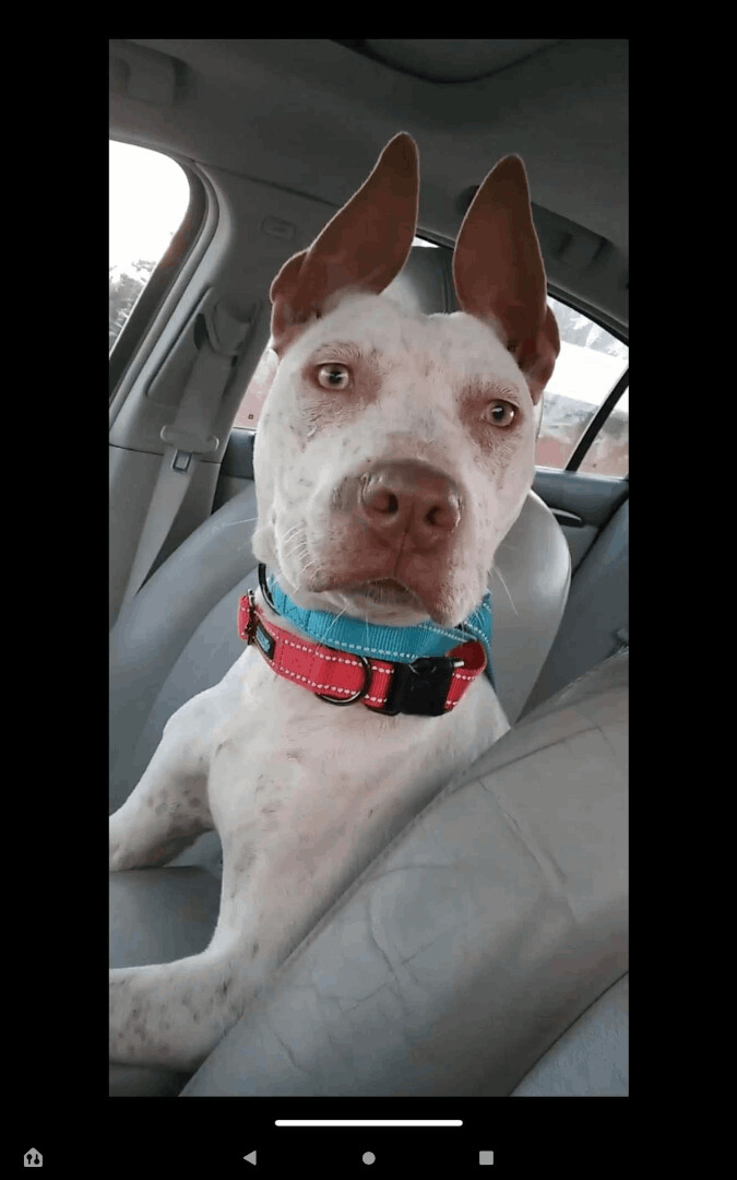 Enlarge Anin - RICHMOND, IN, a Adoptable mixed breed in LOWELL, IN image 2/3