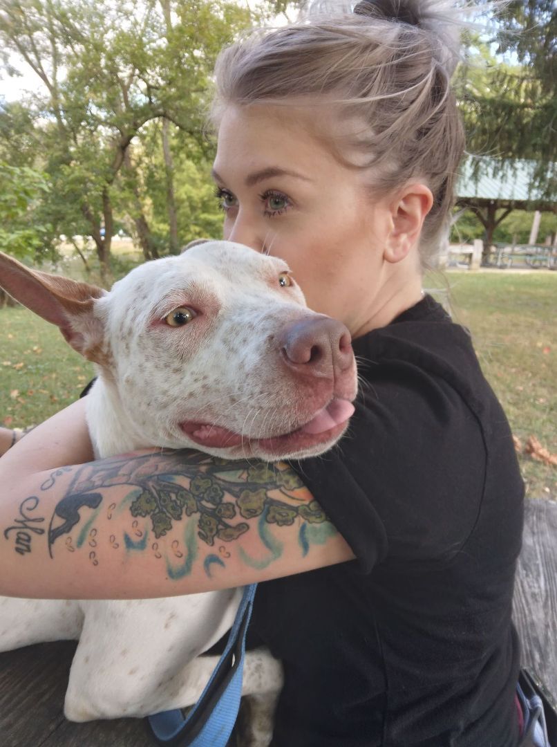 Enlarge Anin - RICHMOND, IN, a Adoptable mixed breed in LOWELL, IN image 3/3