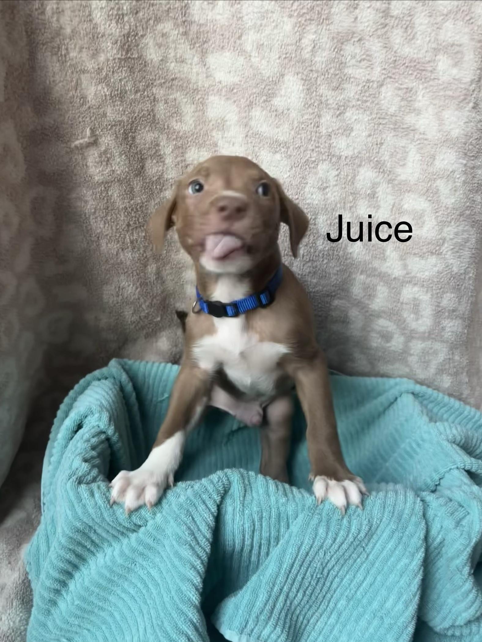 JUICE, Adoptable, Puppy Male Pit Bull Terrier & Mastiff.