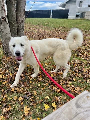 Moose, an adopted Great Pyrenees Mix in St. Joseph, MI_image-1