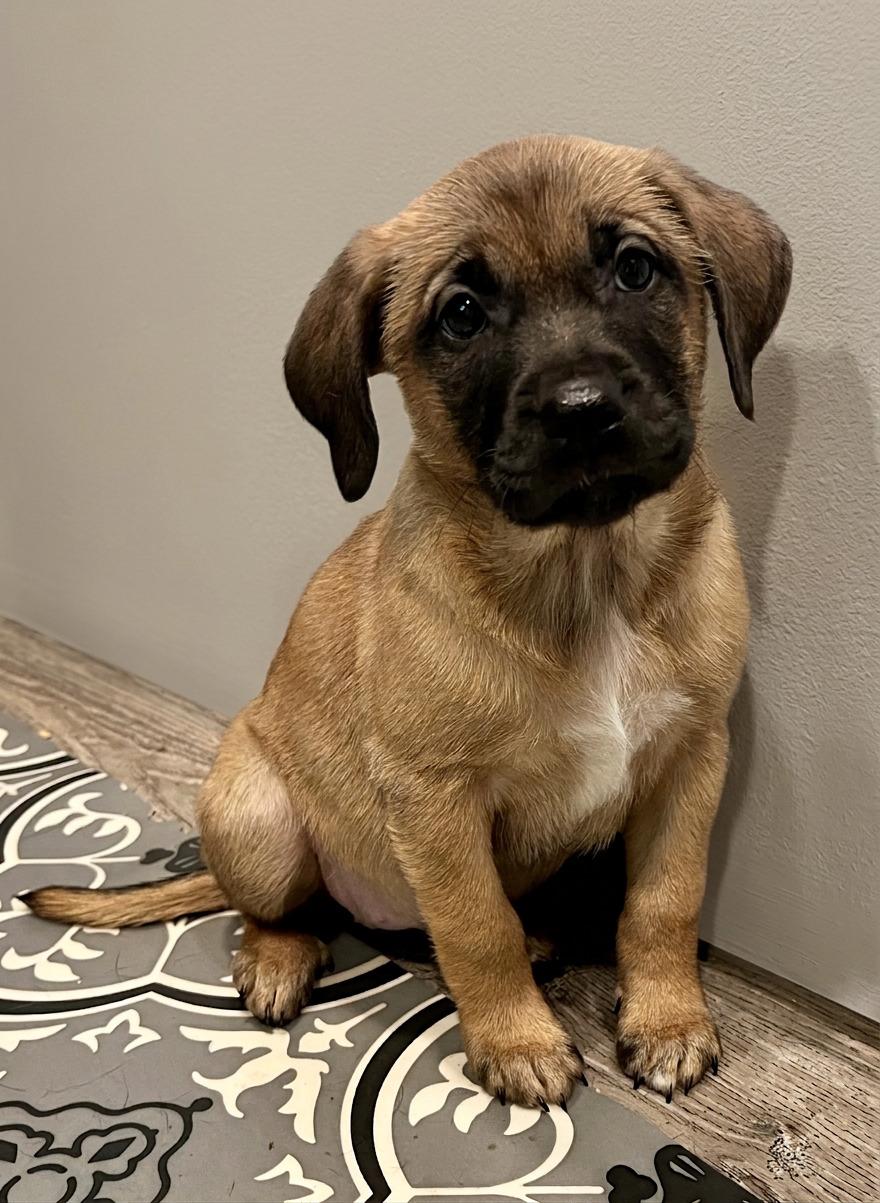 Enlarge Waverly, a Adoptable mixed breed in Minneapolis, MN image 2/6