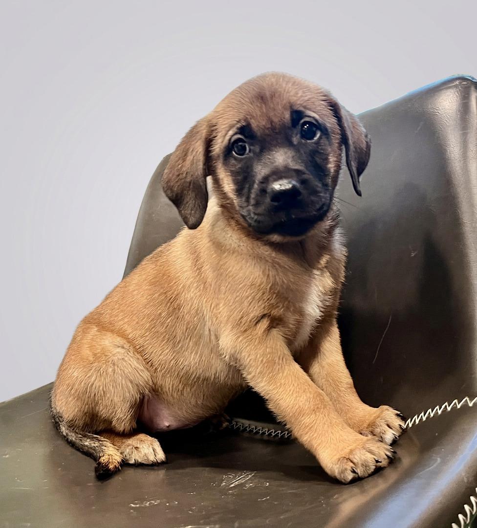 Enlarge Waverly, a Adoptable mixed breed in Minneapolis, MN image 3/6