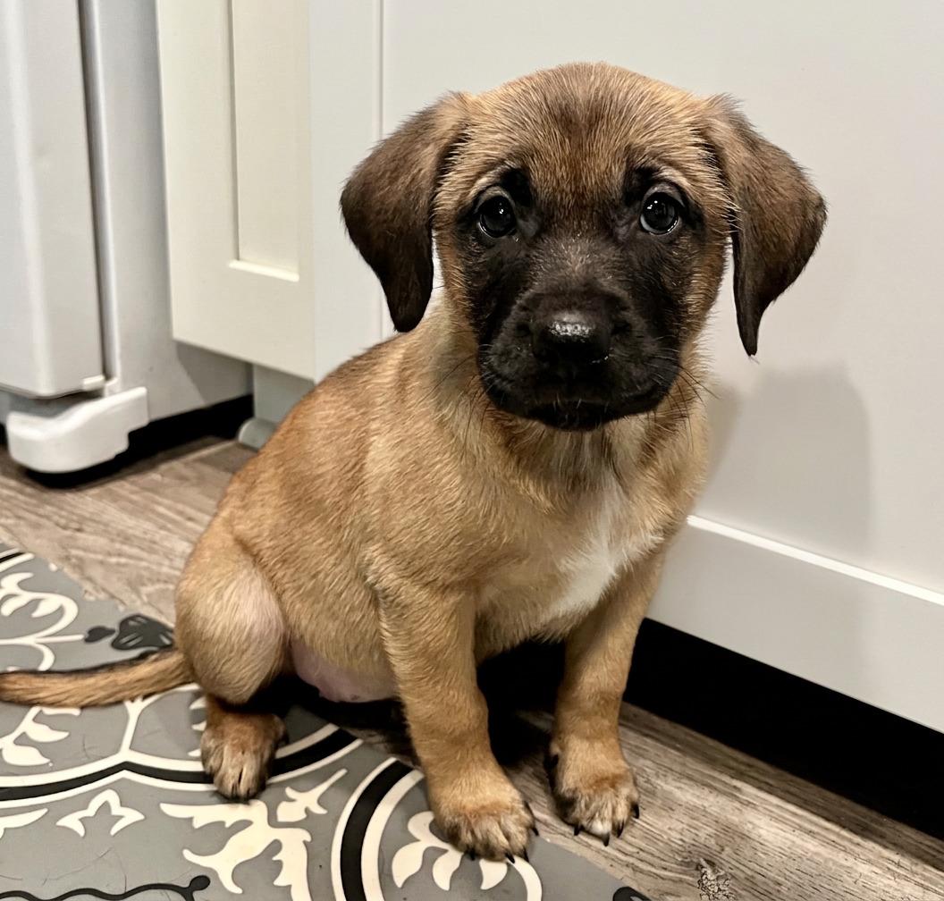 Waverly, Adoptable, Puppy Female Terrier & Mixed Breed.